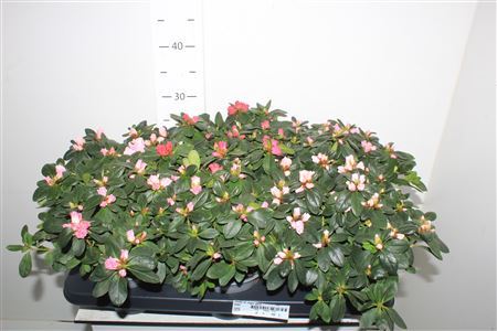 ** Rhodo Si Vogel Gem * Autumn Promo *