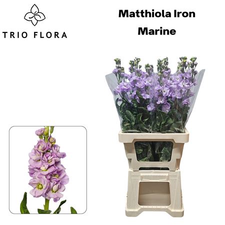 Matth Iron Marine