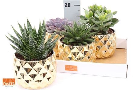 ** Succ Gem 4 Srt Gold Pot * Winter Promo *