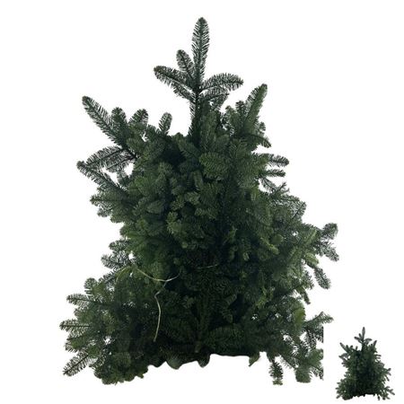 Abies Nob Blauw Kilo