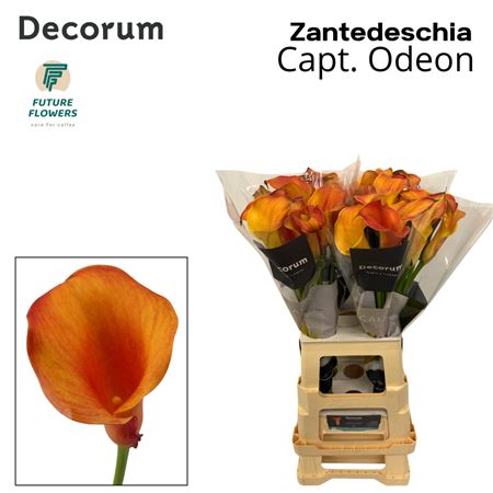 Zant Capt Odeon