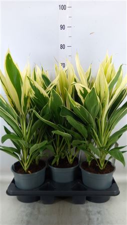 Cordyline Fruti. 'conga' Decorum - toef