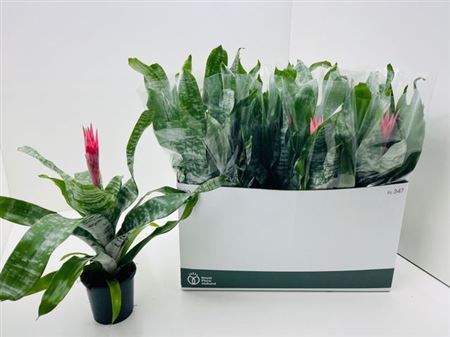 ** Aech Fas Primera Autumn Promo *