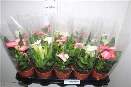 ** Zant Gem 4+ * Autumn Promo *