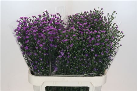 Ast Astee M Baby Pin