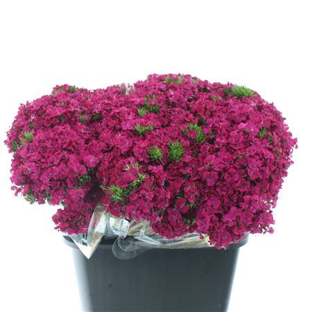 Di Barb Amazon Cherry