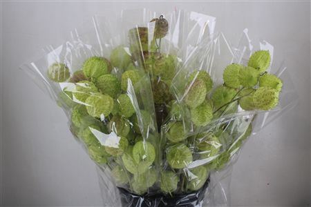 Asclepia Moby Dick Super P Bunch