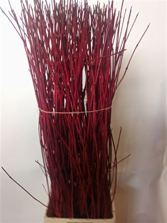 Cornus Alba Sibirica