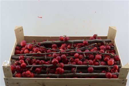 Sier Malustak Red P Wdn Box