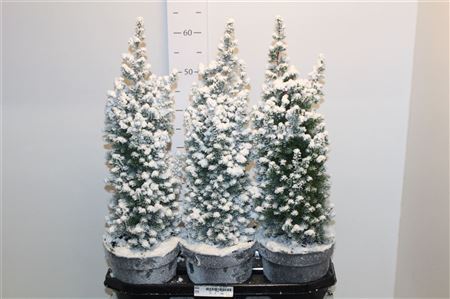 ** Cham Th Top Point Snow * Autumn Promo *