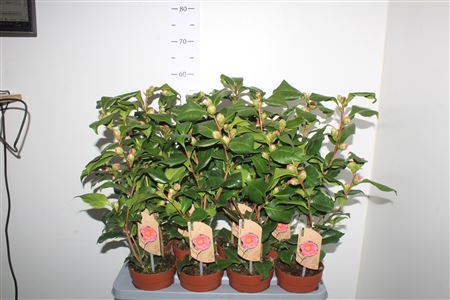 ** Came J Dr King 15 Knoppen * Autumn Promo *