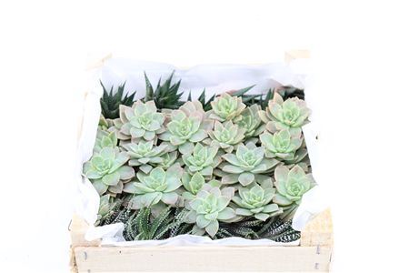 Echev Taurus Mini Mix