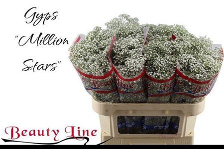 Gyps Pa Million Star