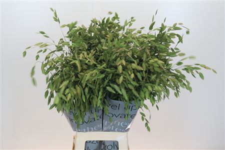Chasmanthium Green
