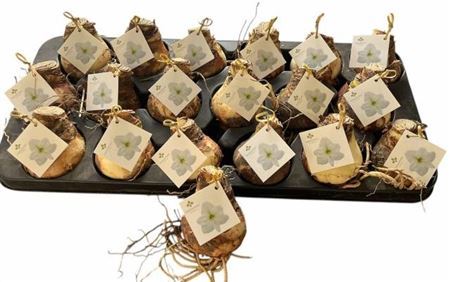 Bloembol Hippeastrum