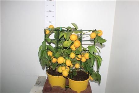 Citr Meyeri Meyer 6+