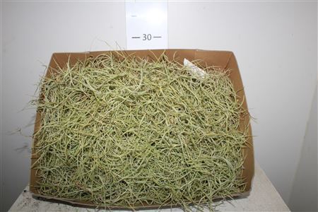 Till Usneoides Stukken Prijs Per Doos