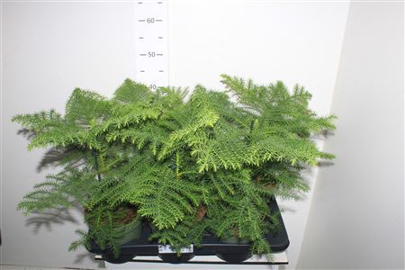 ** Arau Heterophyl * Autumn Promo **