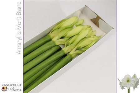 Hipp Ga Mont Blanc (knoppert)