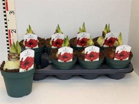 Hipp Di Amorita Danu