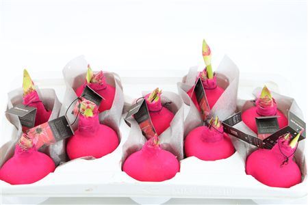 Wax Hipp Velvet Cerise