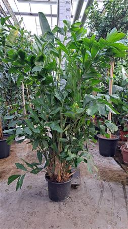 Caryota Mitis Caryota Mitis bush 240