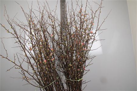 Chaenomeles Japonica