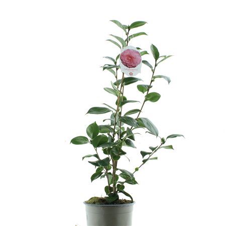 Camellia Japonica