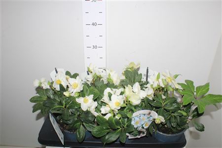 Hell Ni Chr Carol 10+