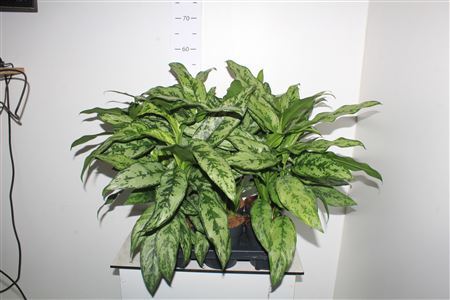 Aglao Silver Queen C