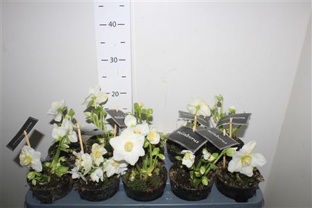 Hell Ni Winter Fleur