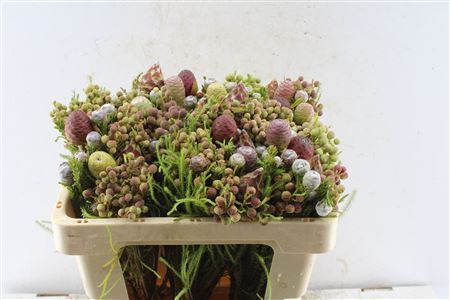 Kaaps Cone Mix Gemengd In Bos