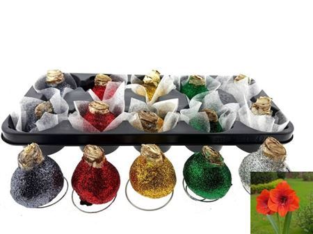 Bloembol Hippeastrum