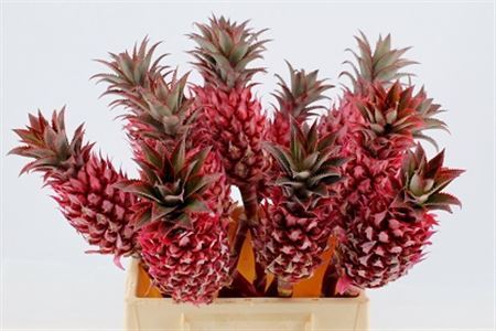 Ananas Striatos