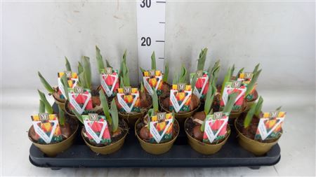 Tulipa ...mix Gemengd