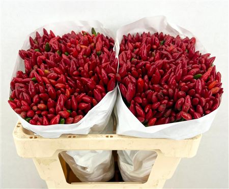 Sierpeper Fire Red Promo