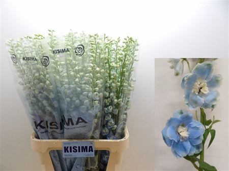 Delph Du C Bl Shades