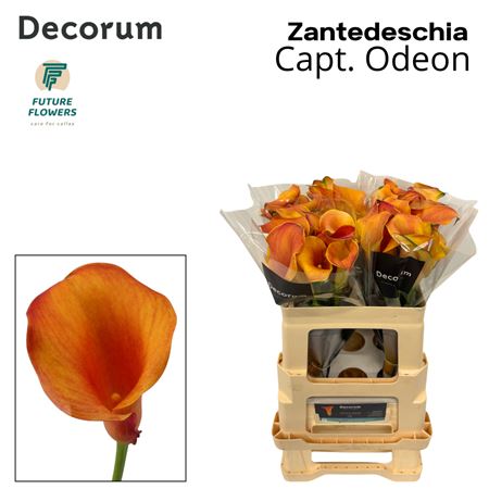 Zant Capt Odeon