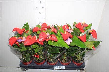 ** Anthu An Bambino Red 5+ * Winter Promo *