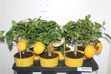 Citr Meyeri Meyer 1+