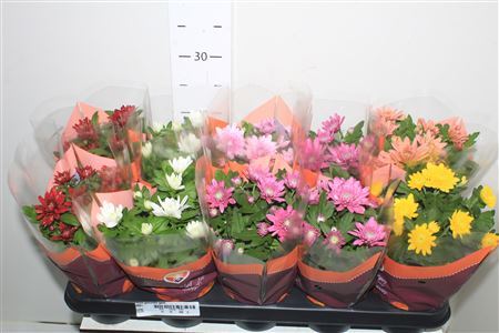 ** Chrys Gevuldbl Gem * Winter Promo *