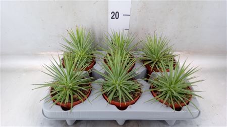 Agave Stricta 'nana' .