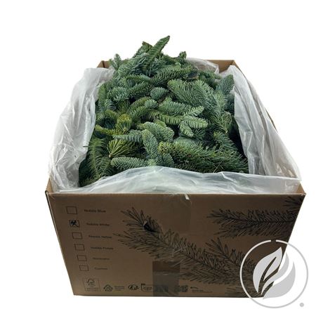 Abies Nob Blauw Kilo