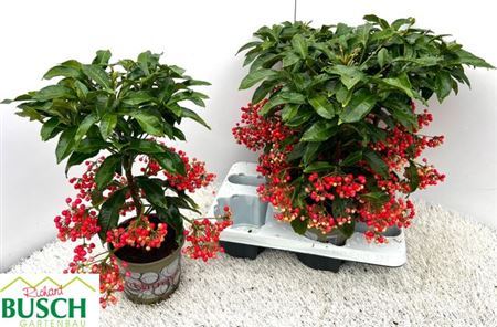 ** Ardis Crenata 4-4 Winter Promo **