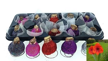 Bloembol Hippeastrum