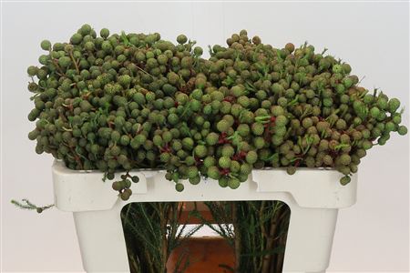 Kaaps Groen Abrotanum