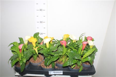 ** Zant Gem 2-3+ * Winter Promo **