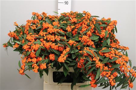 Euph F T Queen Orang