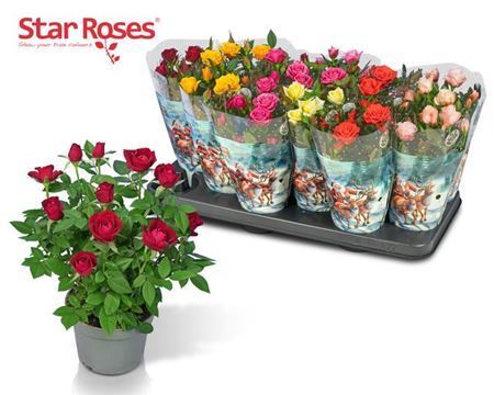 ** Ro Star Roses Gem Winter Promo *
