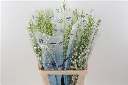 Delph Du C Wh Shades